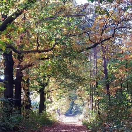 Vakantiehuis Op Rustig Bospark Veluwe 부투이젠 외부 사진
