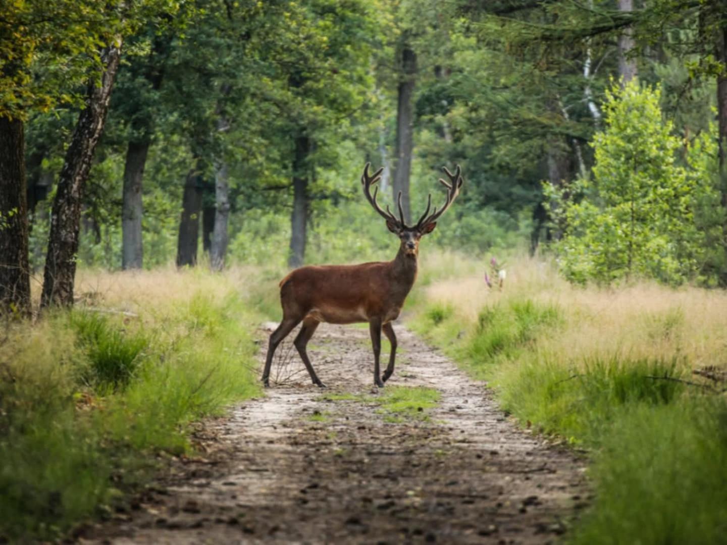 Vakantiehuis Op Rustig Bospark Veluwe 부투이젠 외부 사진