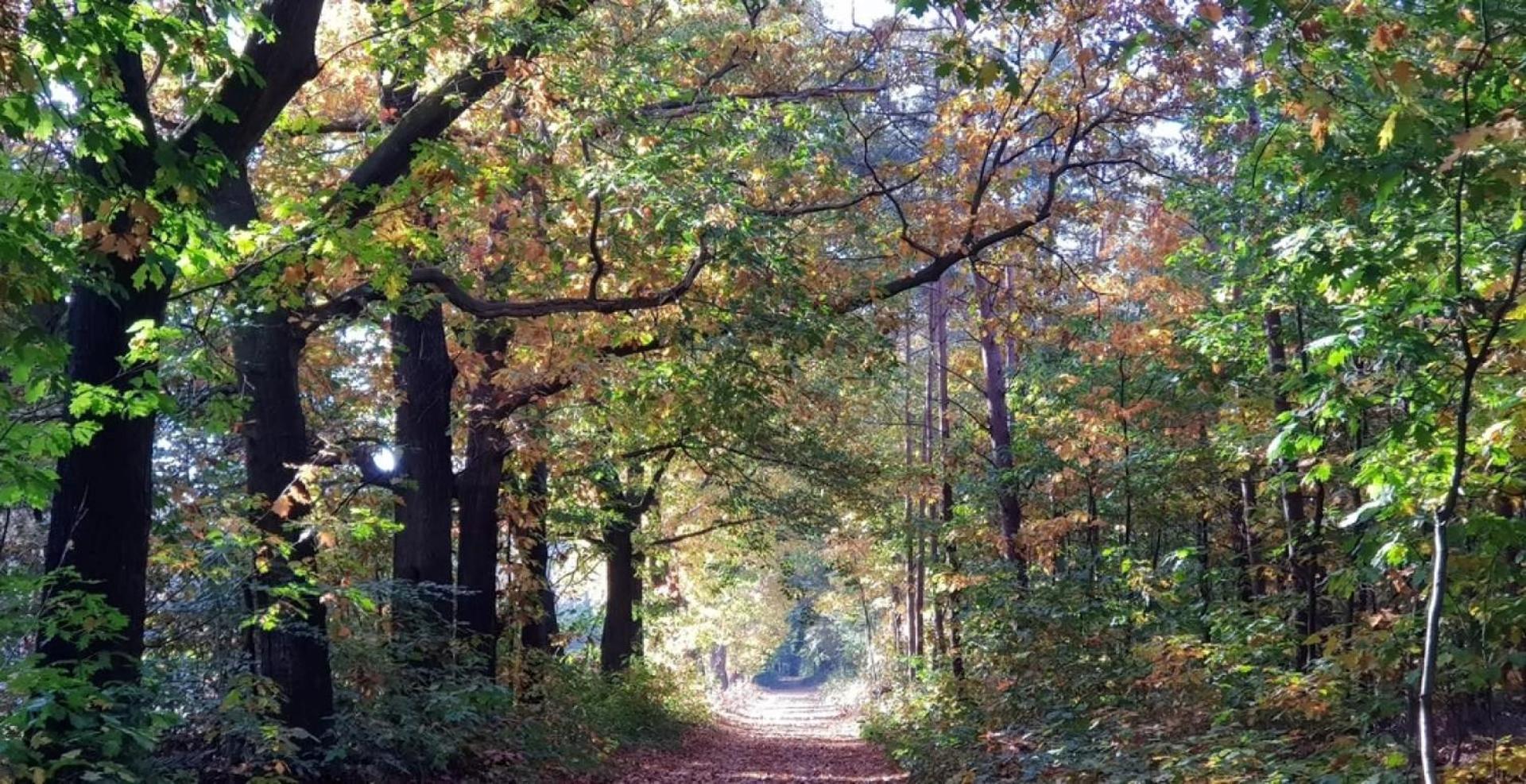 Vakantiehuis Op Rustig Bospark Veluwe 부투이젠 외부 사진